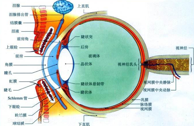 你知道中年人要如何护眼吗？--视普泰验光师培训学院科普小知识