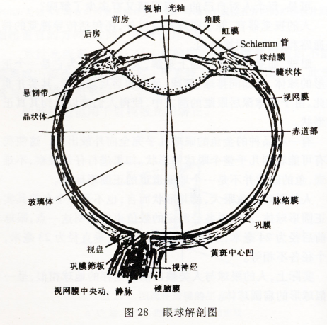 眼的屈光学