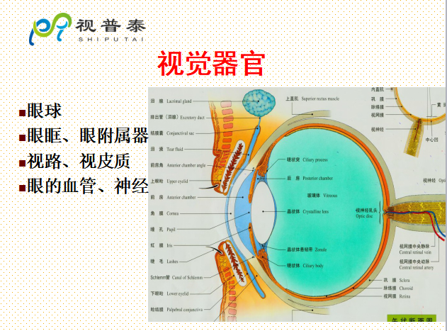 眼的解剖和生理