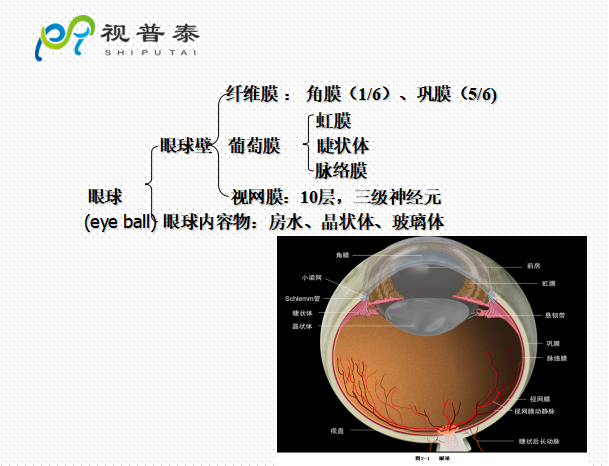 眼的解剖和生理