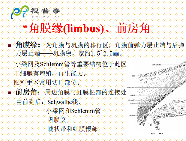 眼的解剖和生理