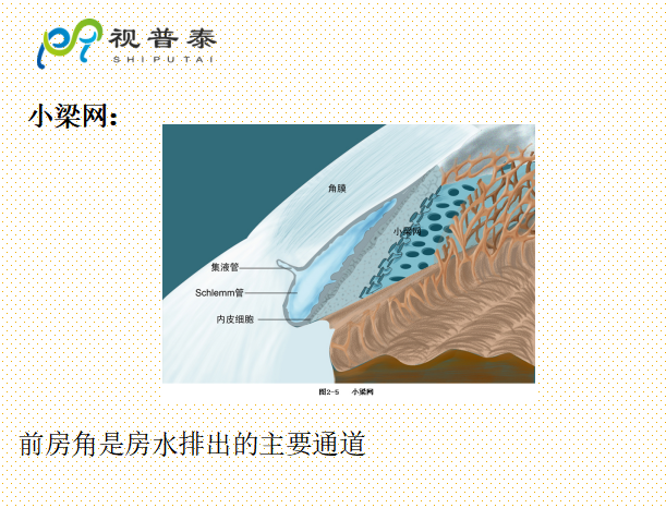 眼的解剖和生理