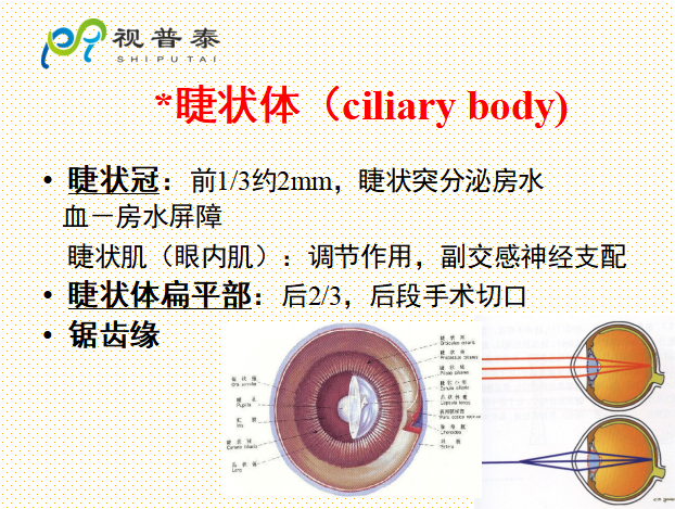 眼的解剖和生理