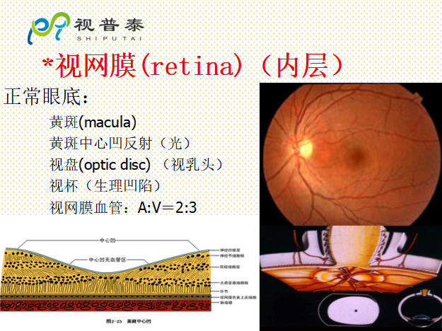 眼的解剖和生理