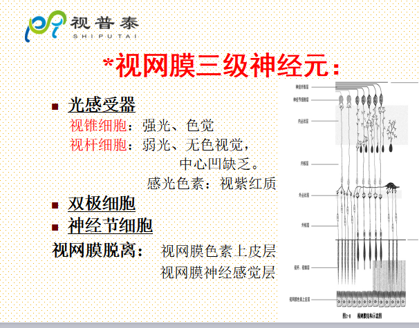 眼的解剖和生理