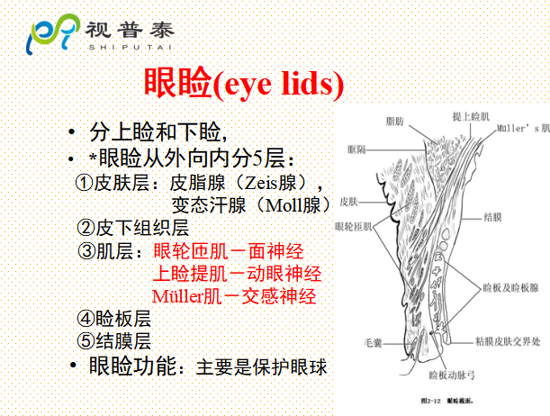 眼的解剖和生理