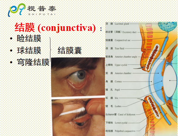 眼的解剖和生理