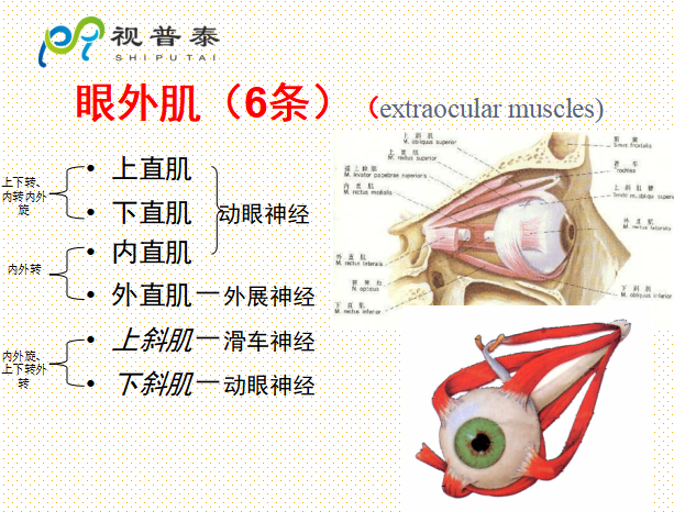 眼的解剖和生理