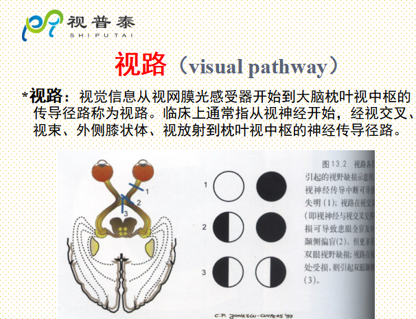 眼的解剖和生理