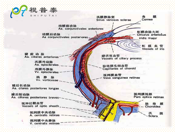 眼的解剖和生理