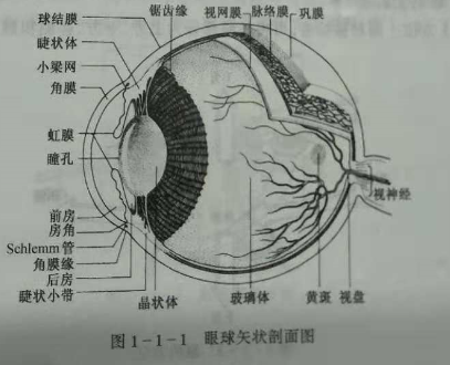 验光师培训知识点：眼的解剖和生理概述