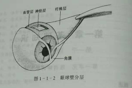验光师培训知识点：眼的解剖和生理概述