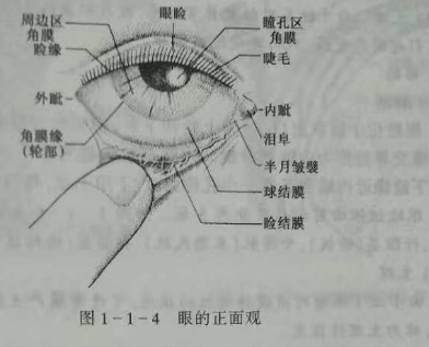 验光师培训知识点：眼的解剖和生理概述