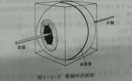 验光师培训知识点：眼的解剖和生理概述