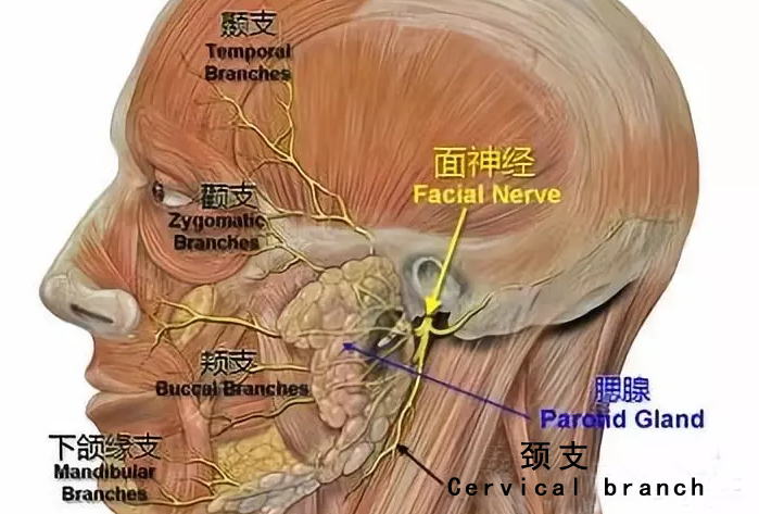 惠州验光师培训学校告诉您眼皮一直跳到底是怎么回事？